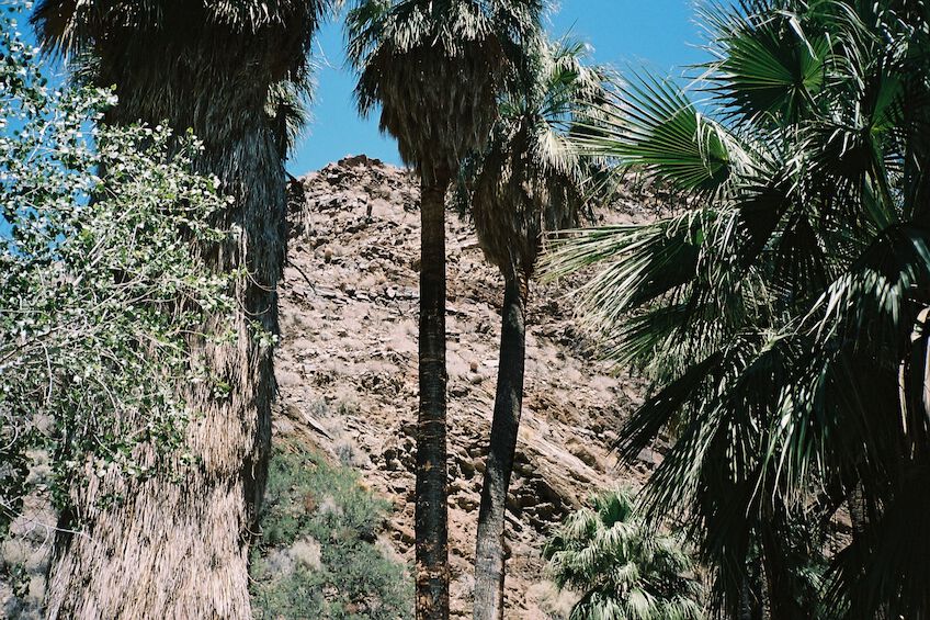 Multiple palm trees in a canyon