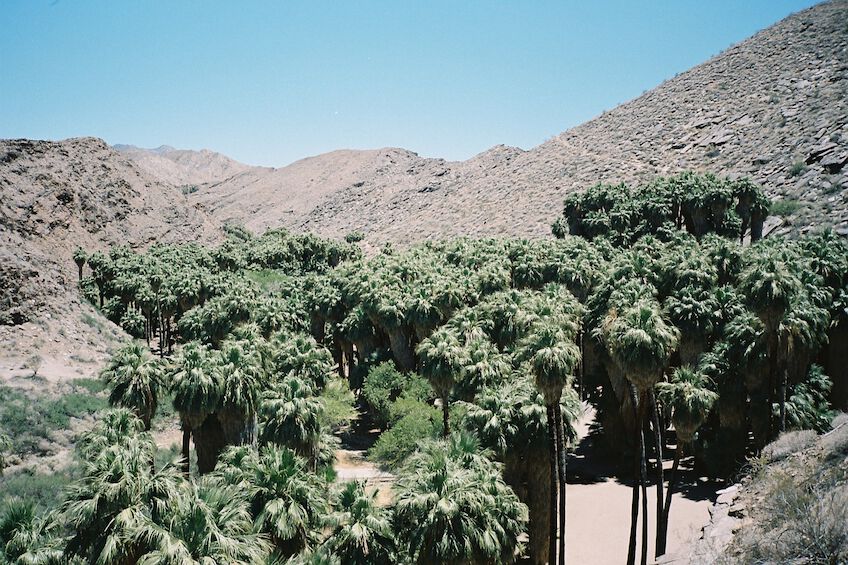 Oasis of palm trees in the middle of a canyon